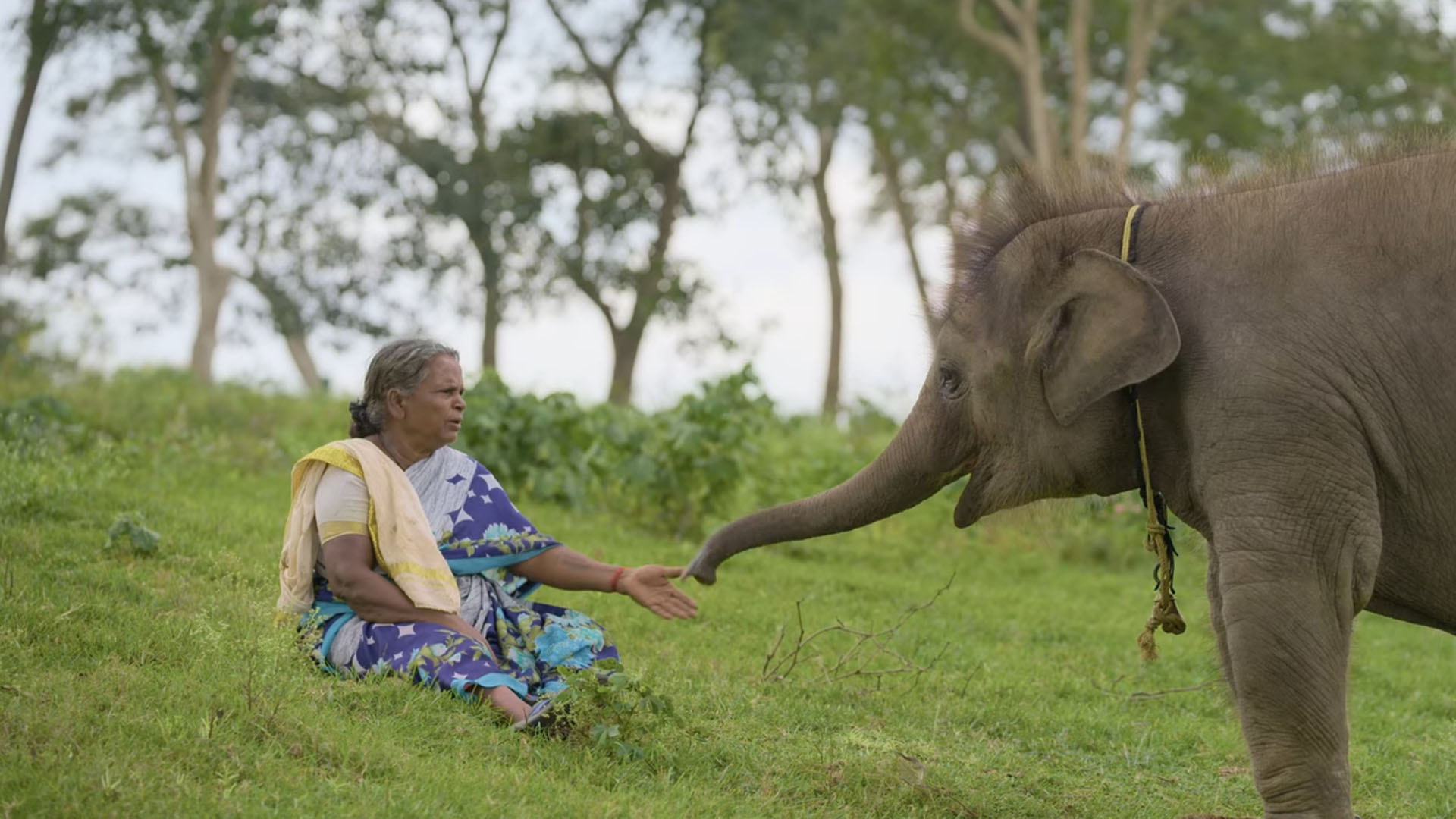 The Elephant Whisperer